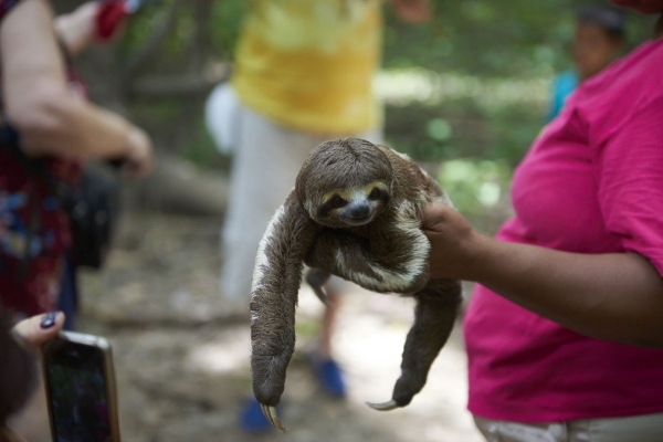 A tourist holds a sloth while another person takes a photo
